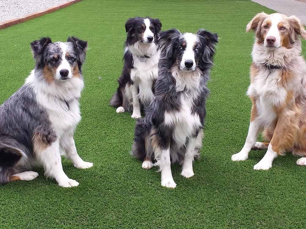 Listen up you guys and girls on artificial turf