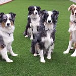 Listen up you guys and girls on artificial turf