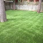 Can't grow grass because of all the shade