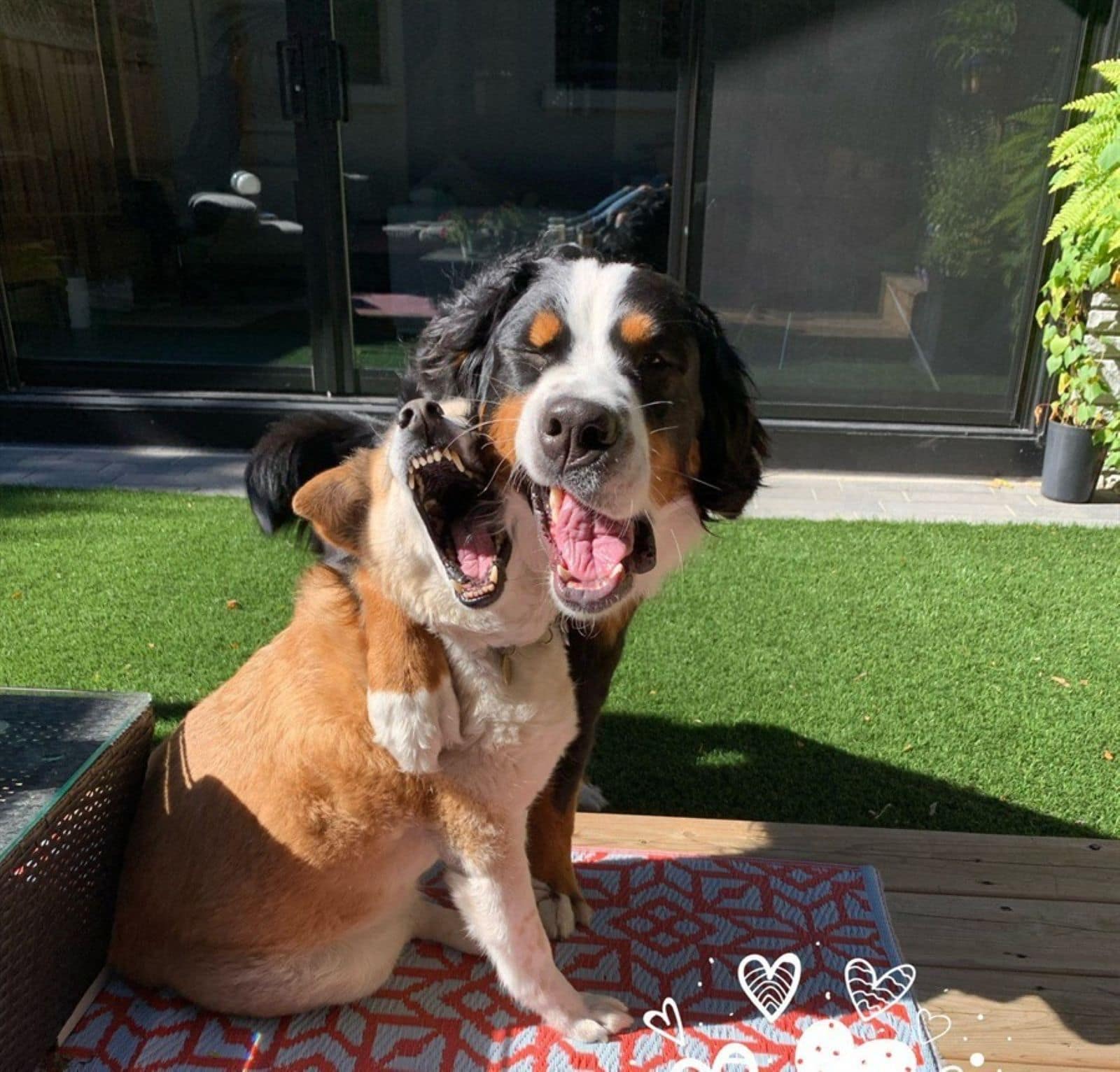Funny dogs playing on artificial grass
