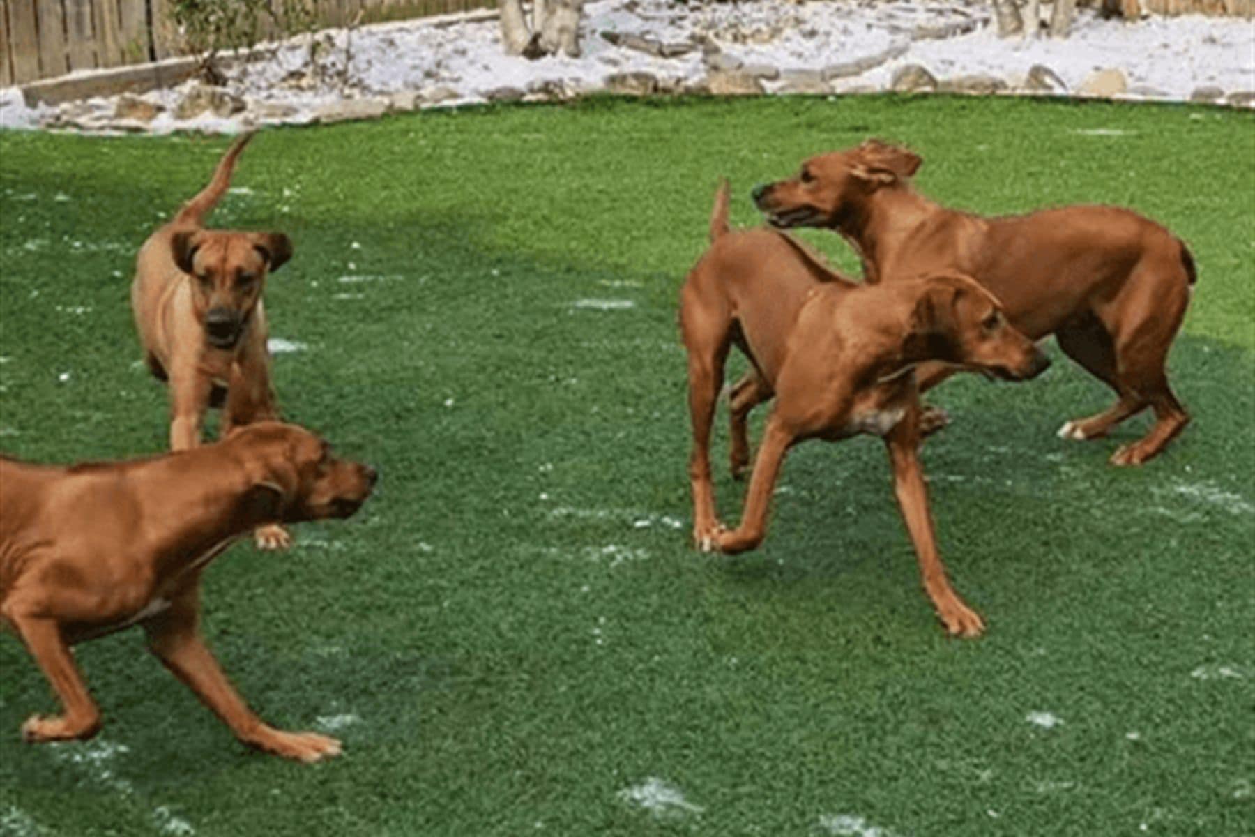 Four dogs playing on artificial grass with snow patches in the background