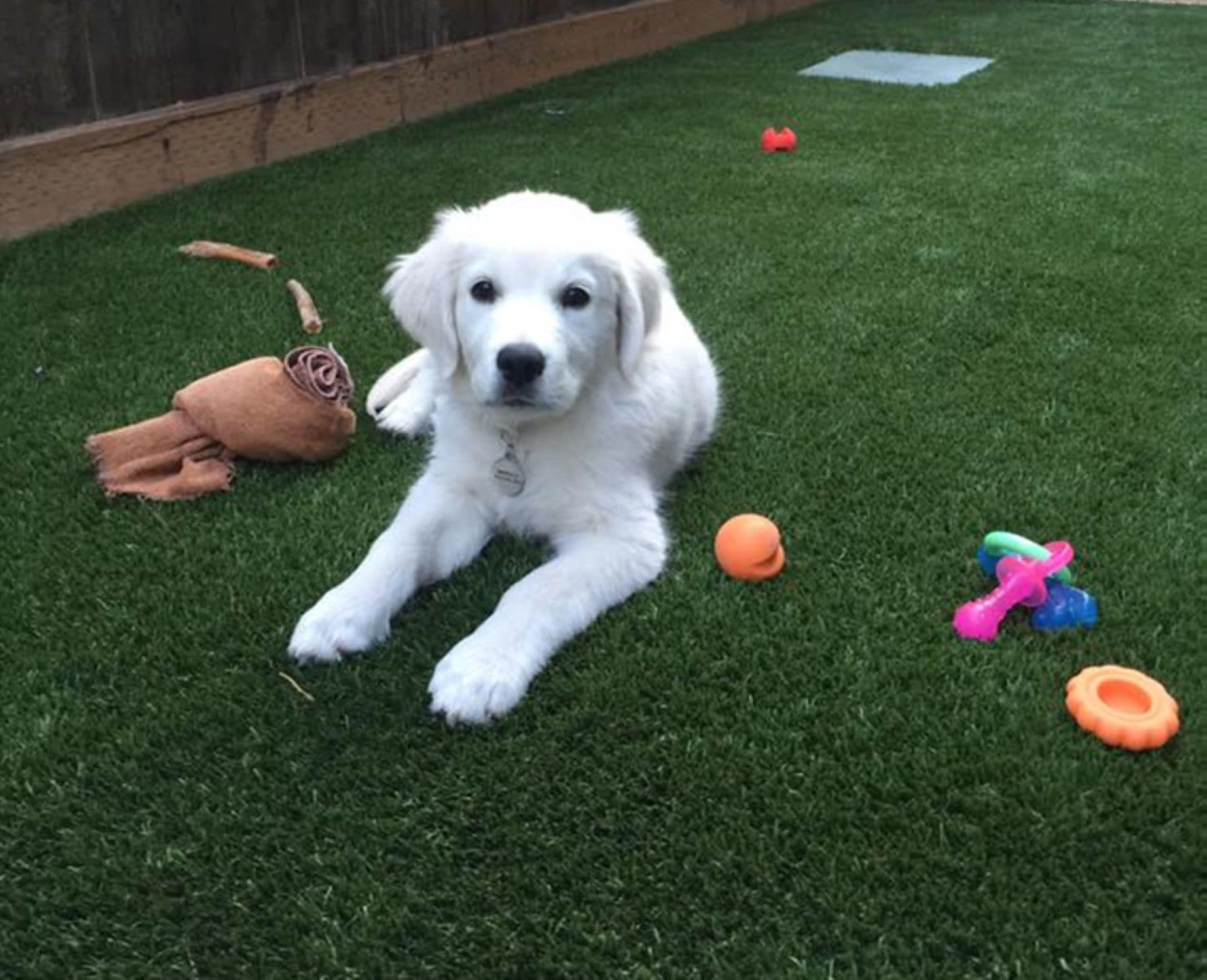 Puppy with toys on artificial grass