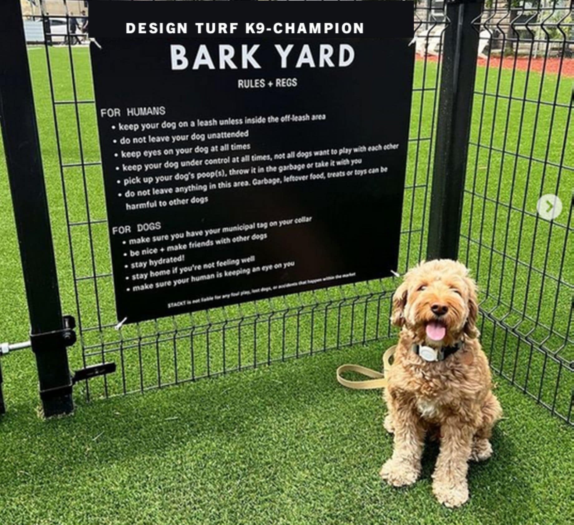 Curly dog with leash wondering where the dog walker went