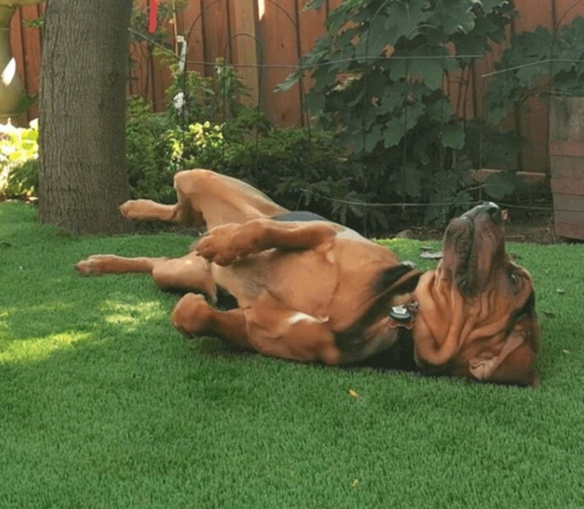 Hound dog needs a scratch