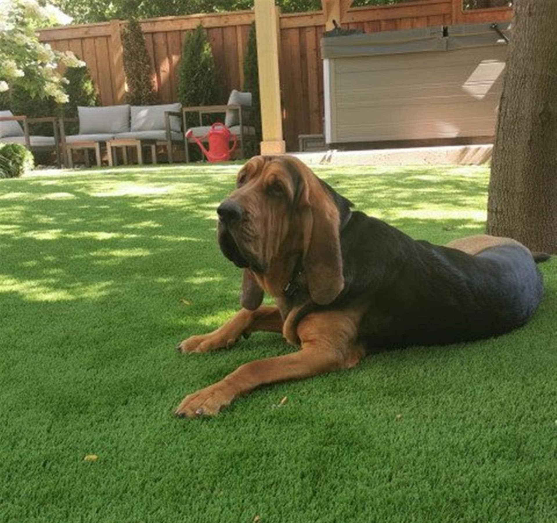 Big Ears gentle soul hound dog chilling