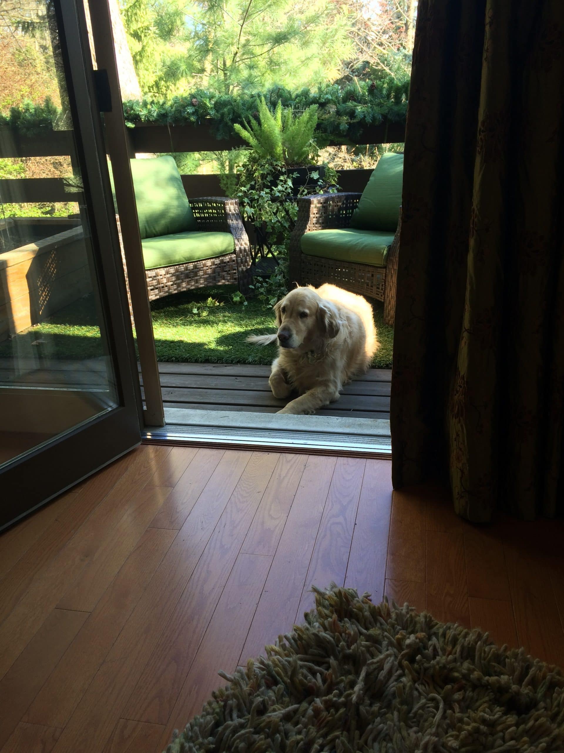 Dogs love artificial grass