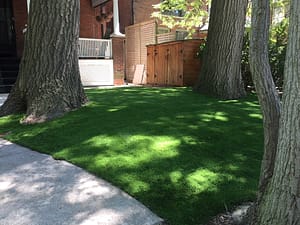 Mature trees block much needed sun for real grass