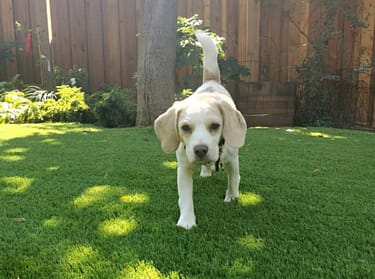 Handsome white dog checking out visitors