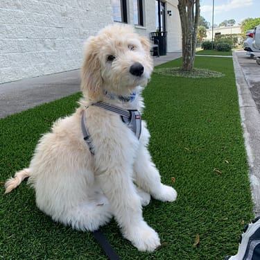 Light‑coloured dog sitting on artificial grass outside a white brick building