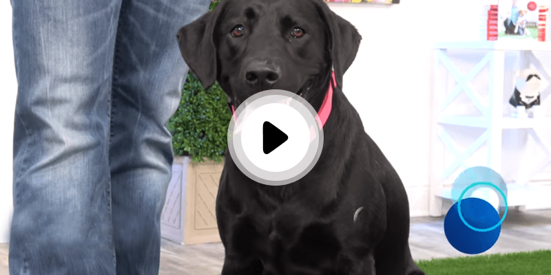 Artificial Pet turf lessons with dog trainor